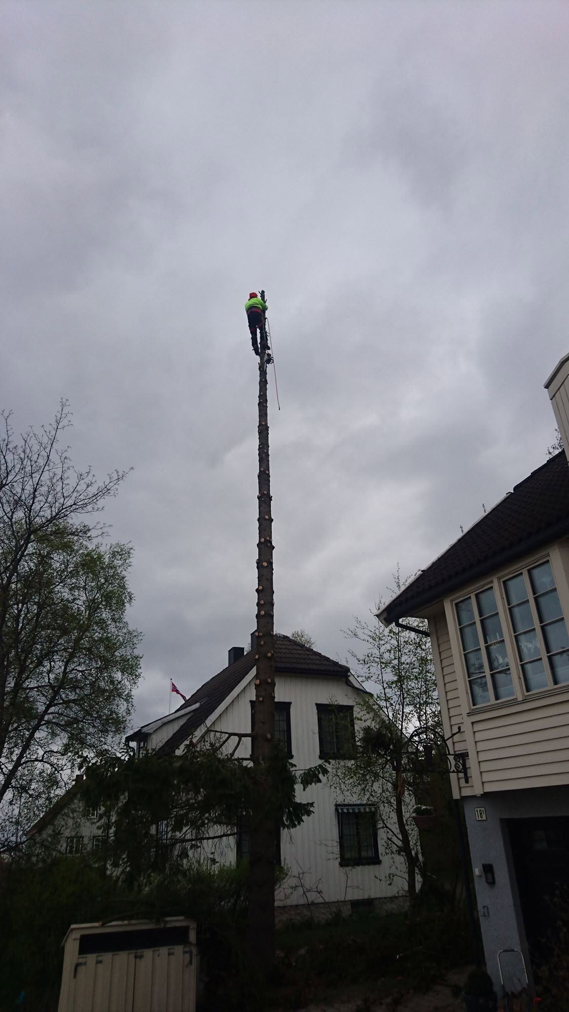 Trefelling